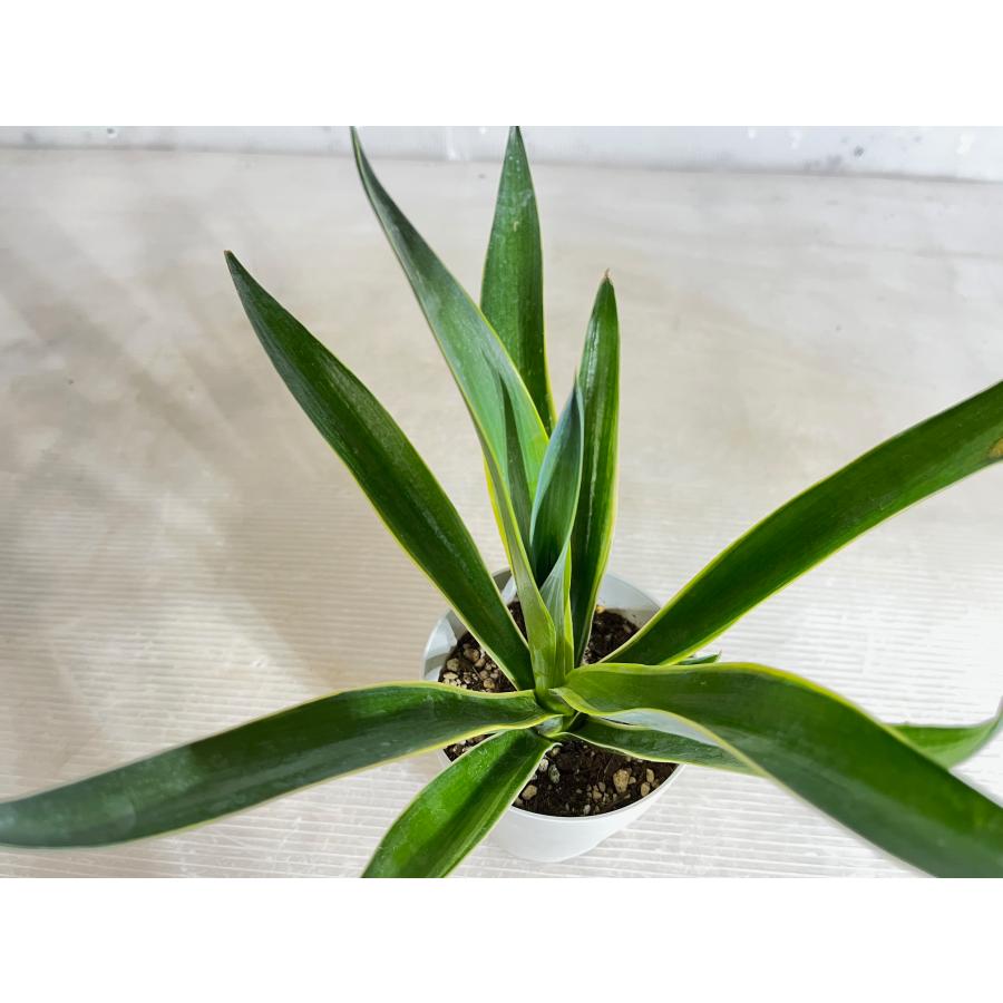 アガベ ベネズエラ 【送料無料】 高さ0.3m 12cmプラ鉢 多肉植物