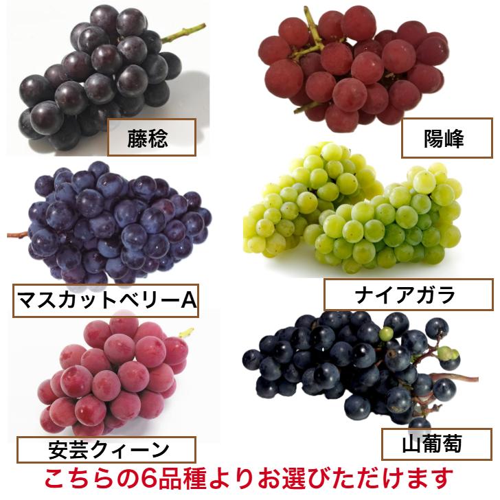 選べるぶどう  6品種  藤稔 陽峰 マスカットベリーA ナイアガラ 安芸クイーン ブドウ 葡萄 果樹苗 家庭菜園 植木 庭木 ポット苗 記念樹 シンボルツリー |  | 01