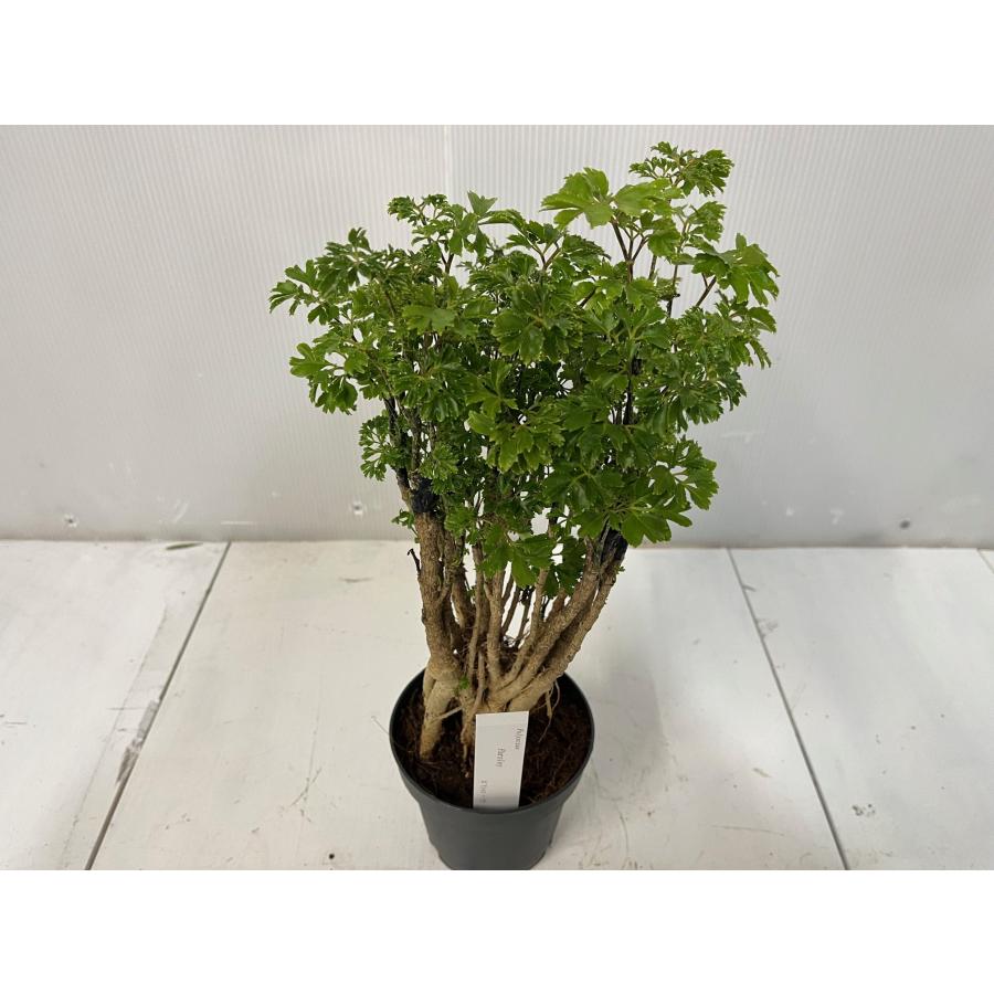 ◆ポリシャス26-012◆プラ鉢植え◆珍しい品種❣️写真現物をそのままお届け ポリシャス パセリ 【送料無料】ポリスキアス フルティコーサ 12cmプラ