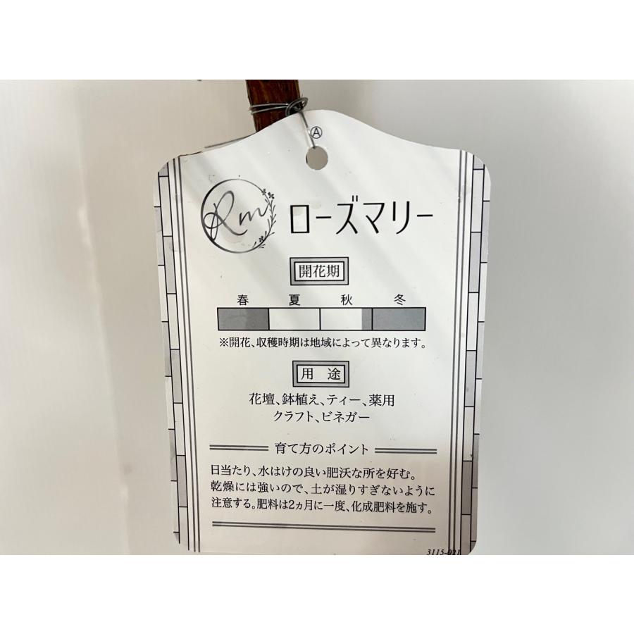 ローズマリー スタンド仕立て 【送料無料】 スタンダード仕立て 15cm