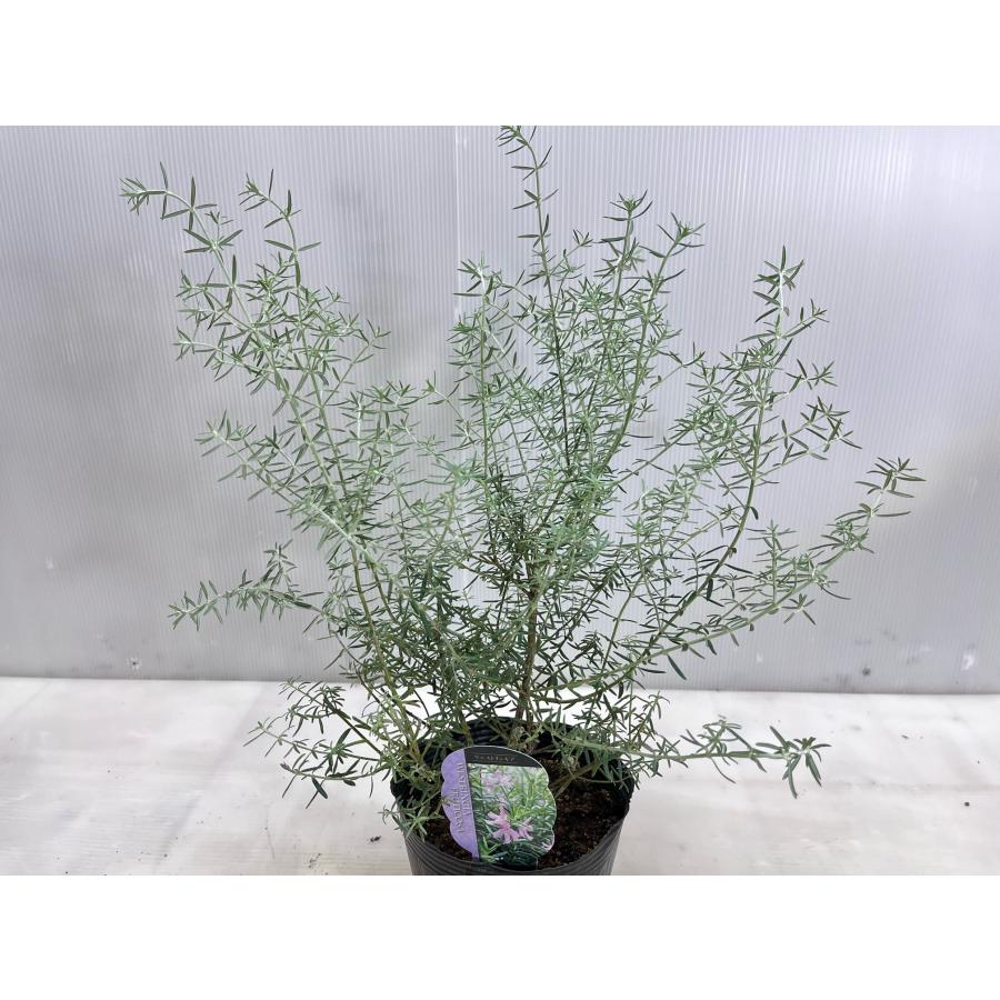 ウエストリンギア フルティコサ【送料無料】 カラーリーフ 15cm