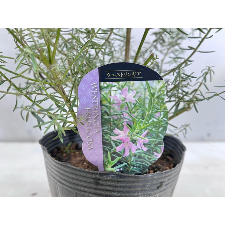 ウエストリンギア フルティコサ【送料無料】 カラーリーフ 15cm