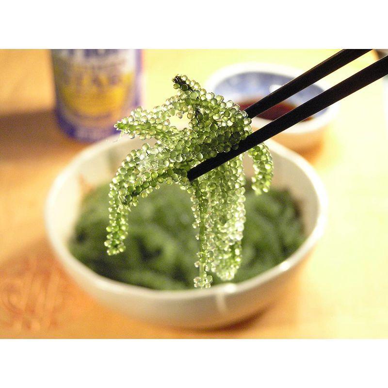 茎付き海ぶどう500g鮮度抜群専用タレ付