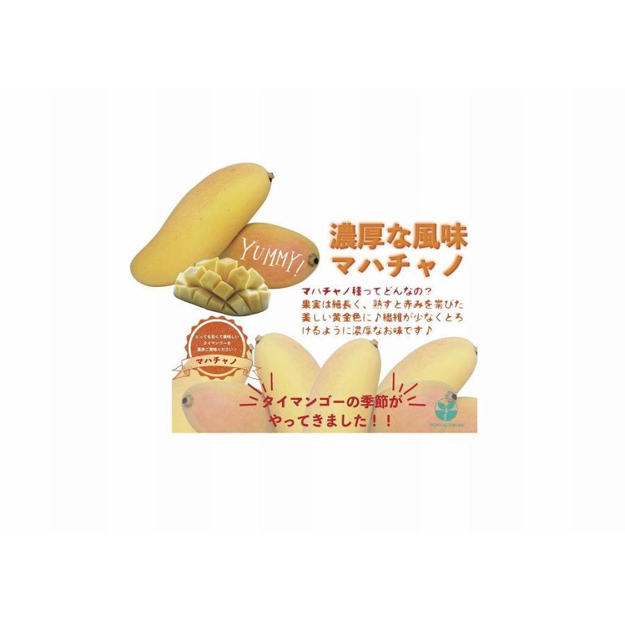 203.新入荷タイ産グリーンマンゴー１２〜18玉入り贈答可箱込み5kg玉数お任せ 406.新入荷タイ産グリーンマンゴー12〜18玉入り贈答可箱込み5kg玉数