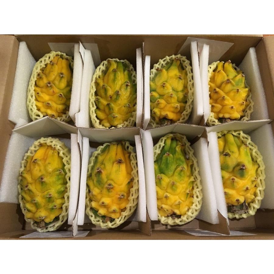 専用出品福岡県産 ドラゴンフルーツ カット苗イエローピタヤ8本