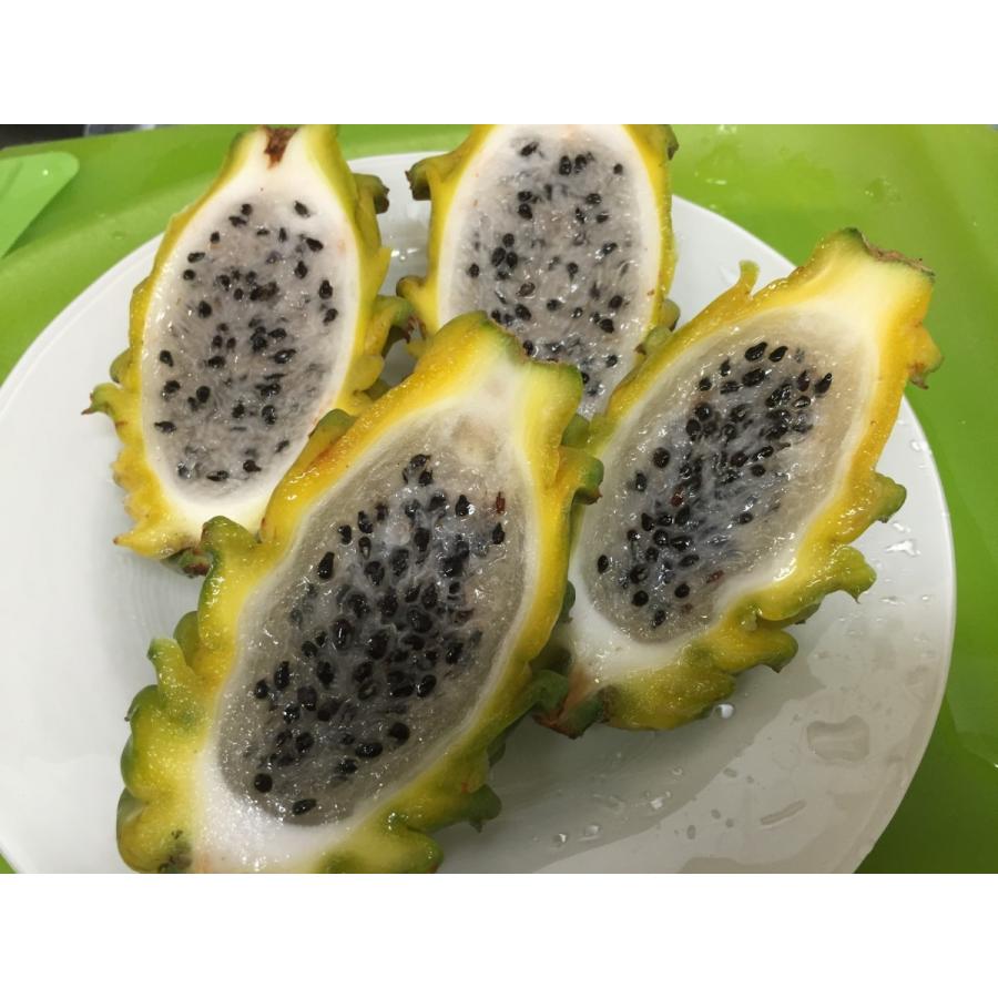 コロンビア産イエローピタヤ 2.5kg 7・8・10・12・14個入り