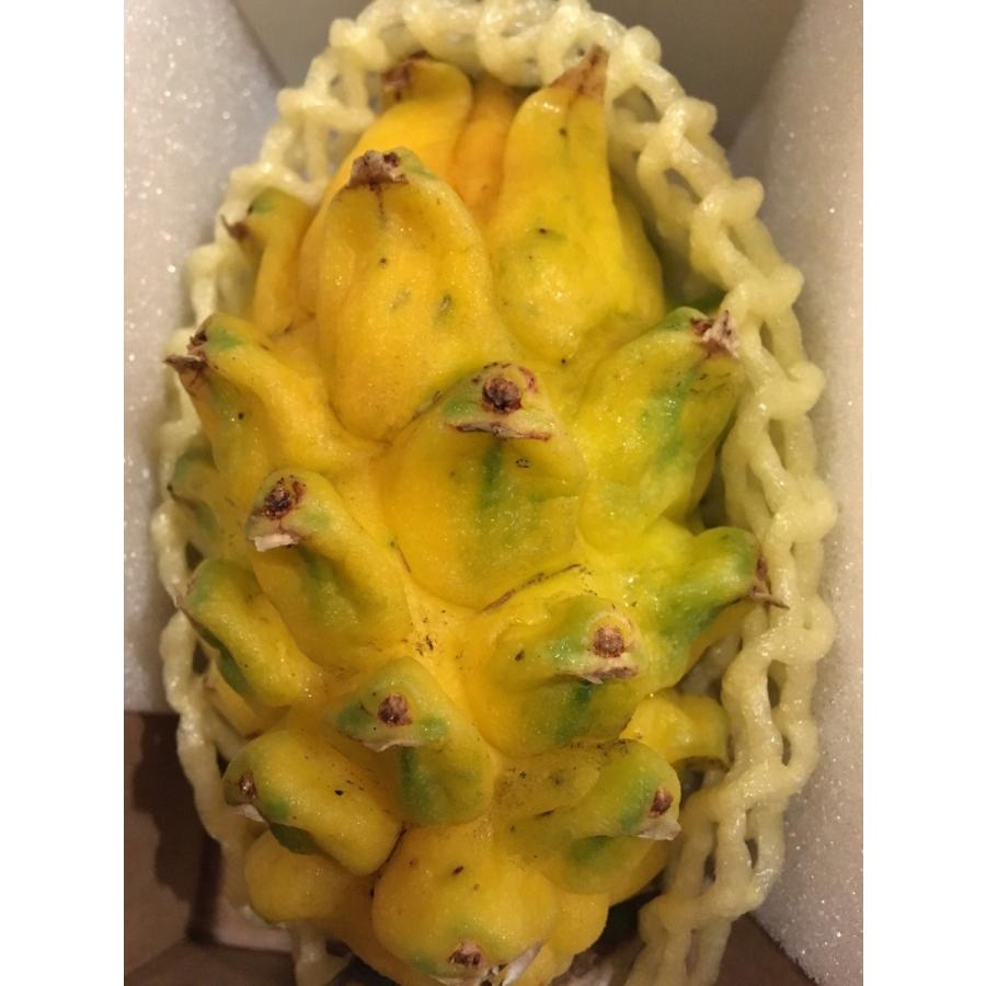 コロンビア産イエローピタヤ 2.5kg 7・8・10・12・14個入り