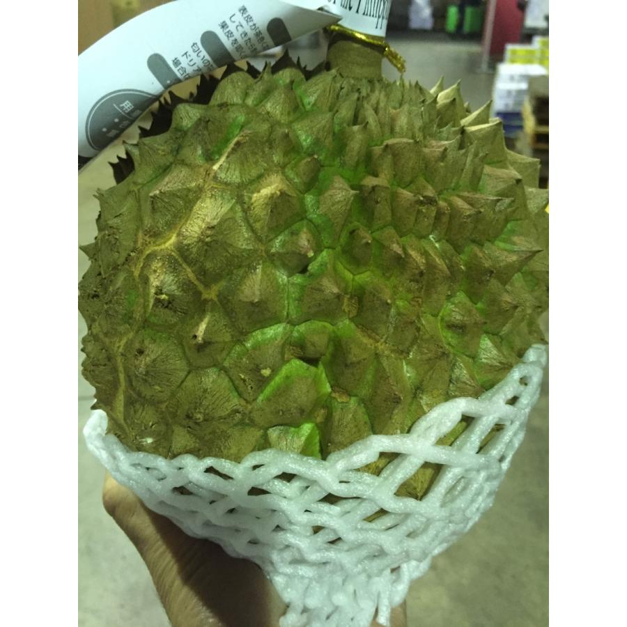 ドリアン2玉 フィリピン産ドリアン 約2.0kg〜3.0kg Mサイズ 1玉 : トロピカル