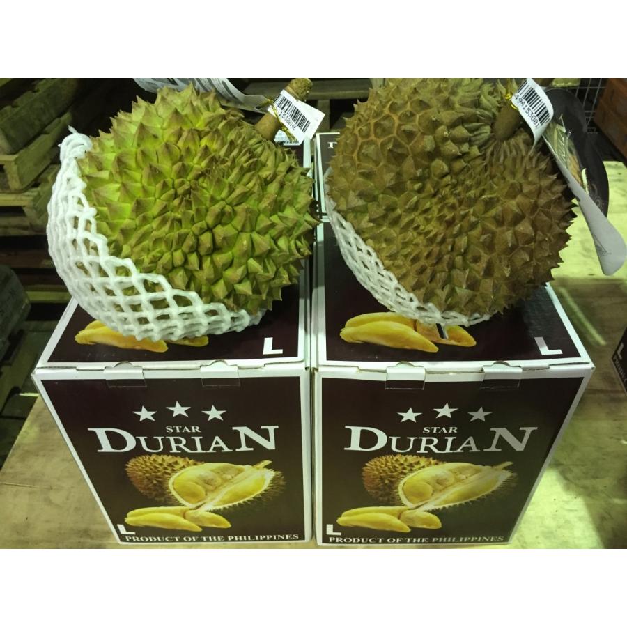フィリピン産ドリアン 約2 0kg 3 0kg Mサイズ 1玉 118 トロピカルストリーム 通販 Yahoo ショッピング