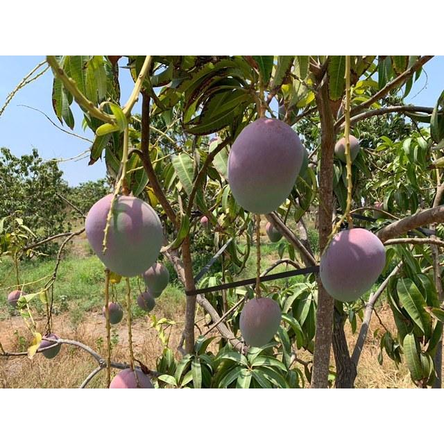 アップルマンゴーさま 楽天市場】宮崎マンゴー (4L×2玉/約1020g) 宮崎産 赤秀～青秀