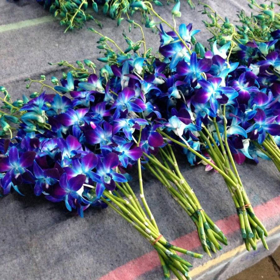 タイ産デンファレ生花 50本セット ランのお花 130 トロピカルストリーム 通販 Yahoo ショッピング