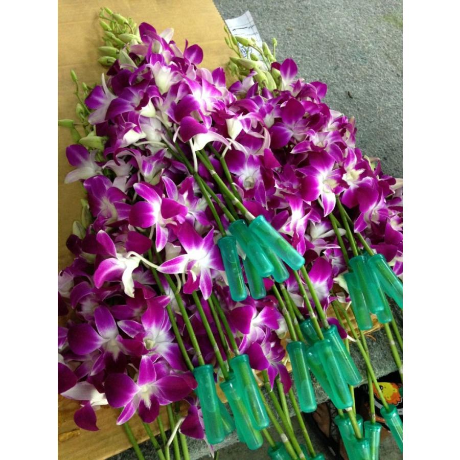 タイ産デンファレ生花 50本セット ランのお花 130 トロピカルストリーム 通販 Yahoo ショッピング