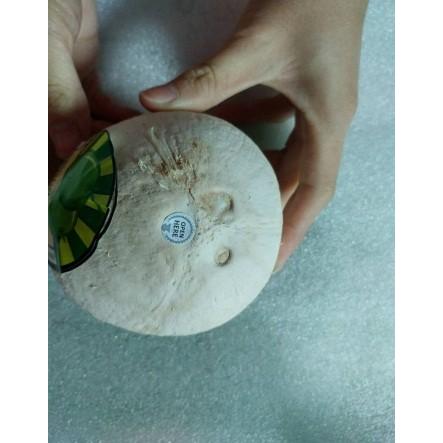 簡単に飲めるヤングココナッツ 約9.0kg 16個入り ストロー付きボール