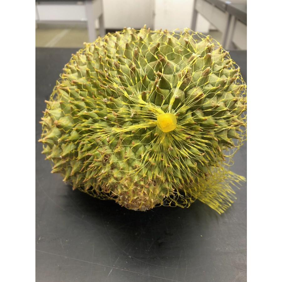 ベトナム産ドリアン 約2.0kg〜3.0kg 1玉 （Ri6種） : トロピカル