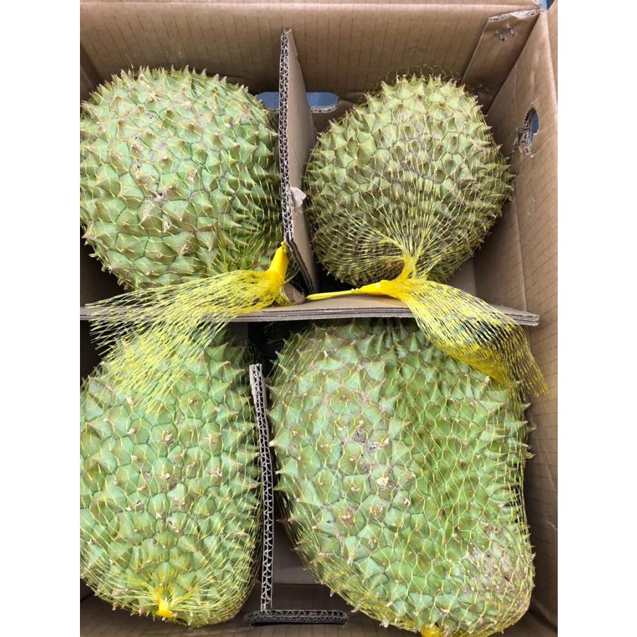 ベトナム産ドリアン 約2.0kg〜3.0kg 4玉入り (Ri6種 ベトナム産ドリアン 約2.0kg〜3.0kg 4玉入り (Ri6種