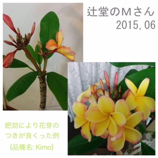 プルメリアが良く咲く 魅惑の肥料 Happy Plumeria １個単品販売 Tvf Miwaku 1 Tropical Village Market 通販 Yahoo ショッピング