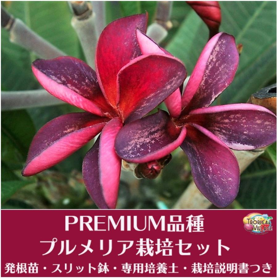 Premium品種 プルメリア Purple Silk ベアルート発根苗の栽培セット スリット鉢 プルメリア専用培養土 栽培ガイドつき Tvf Plu Br Purplesilk Tropical Village Market 通販 Yahoo ショッピング