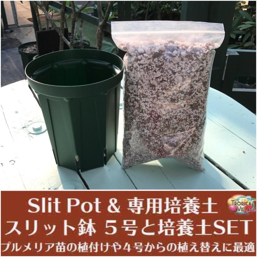 プルメリアの植替えに最適 ５号ロングスリット鉢とプルメリア専用培養土のセット Tvf Slit Soil Set5 Tropical Village Market 通販 Yahoo ショッピング