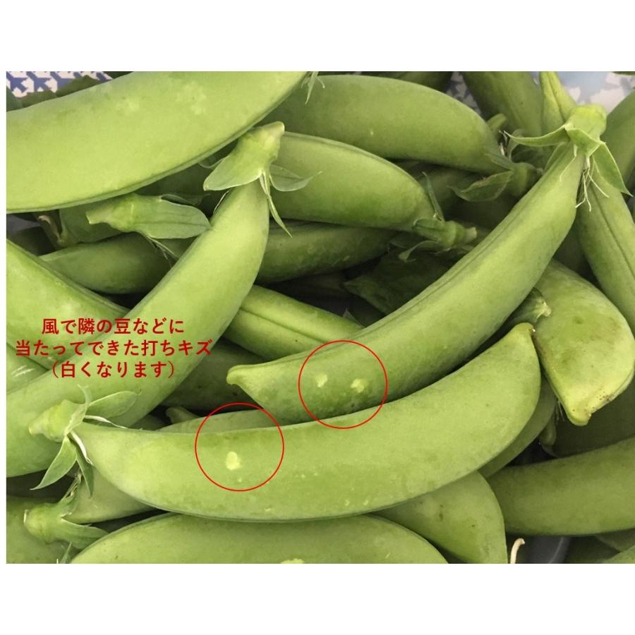 鹿児島県産スナップエンドウ1kg B品 Y 0002 トロピカルファーム山川 通販 Yahoo ショッピング