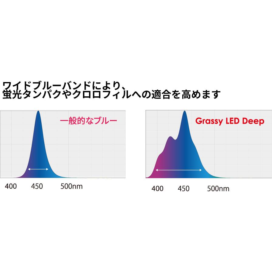 ボルクスジャパン グラッシーレグナ マリン 60 北海道・沖縄 ボルクスジャパン グラッシーレグナ マリン 60 北海道・沖縄