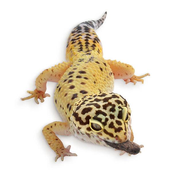 GEX（ジェックス） エキゾテラ レオパブレンドフード 120g ヒョウモン