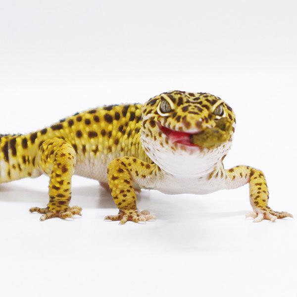GEX（ジェックス） エキゾテラ レオパブレンドフード 120g ヒョウモン