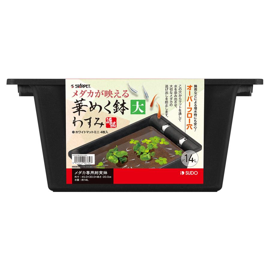 スドー 在庫処分 華めく鉢 わすみ 大 メダカ専用飼育鉢 : トロピカル