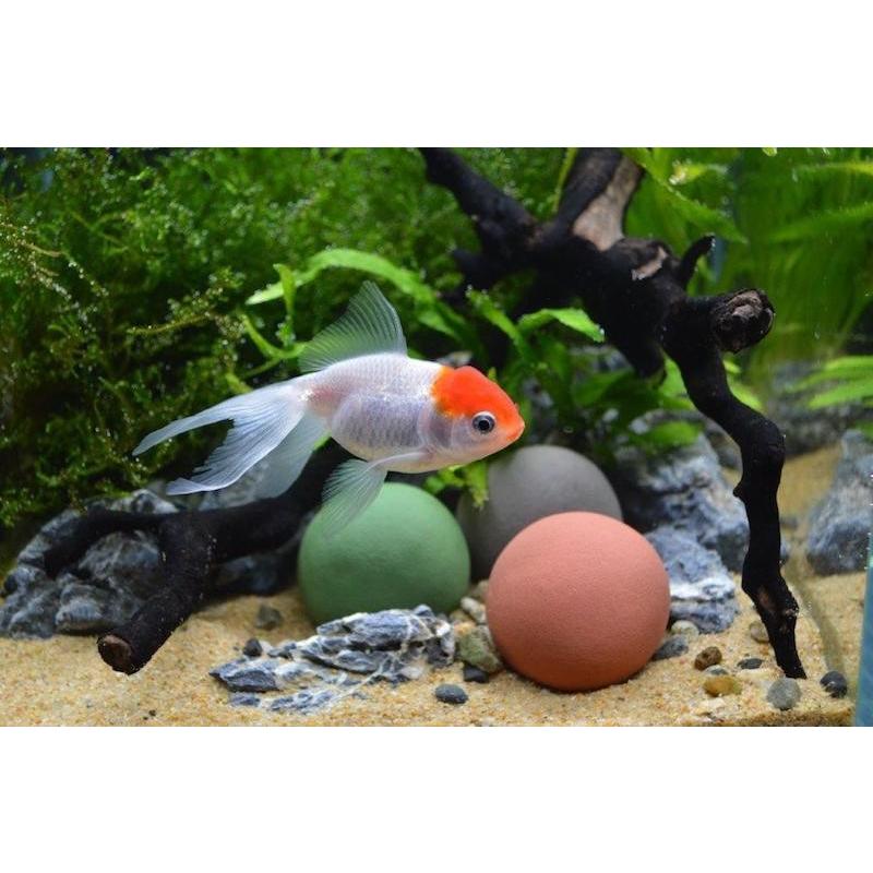 水溜まり石 サンミューズ 水をキレイにする石 穴あきタイプS | 熱帯魚・水槽