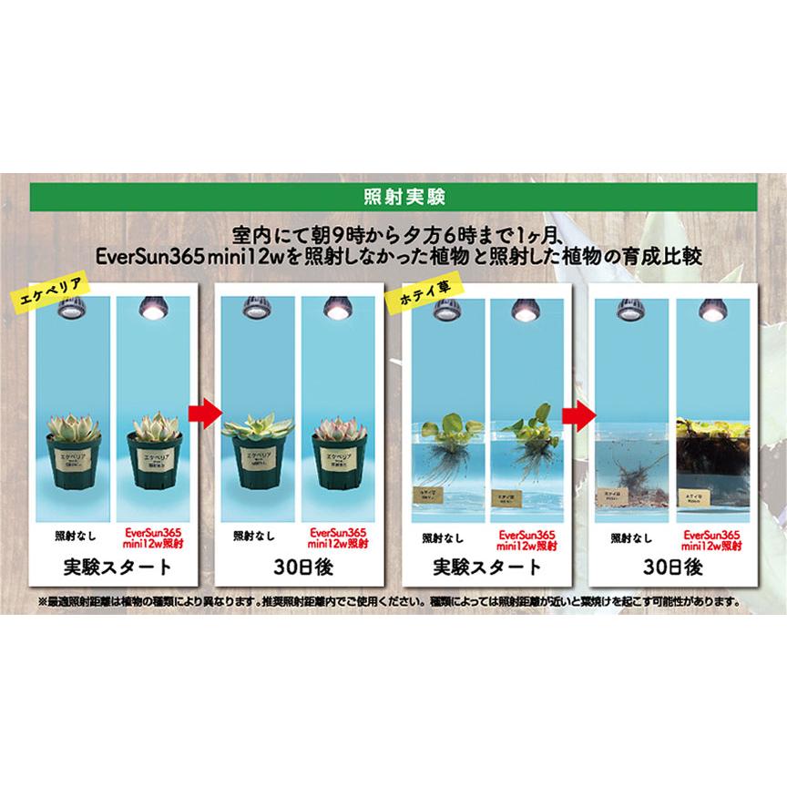 2個セットエバーサン最安値植物新品365 12w ブラック‼️ アマテラス