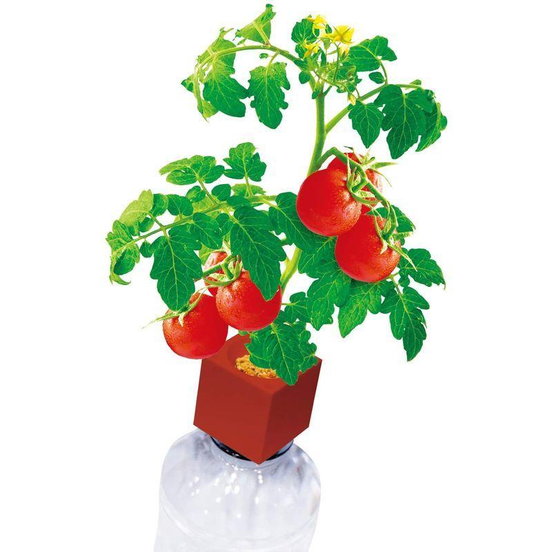 聖新陶芸 栽培キット グリーントイ プチトマト Gd 赤 売れ筋商品