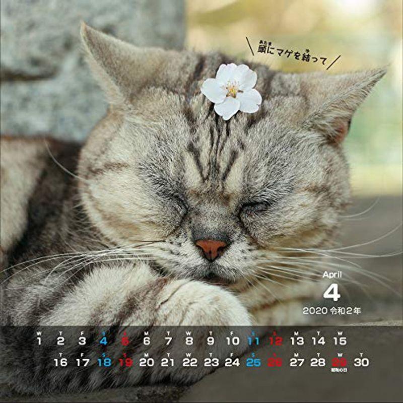 にゃんこ相撲カレンダー2020 (カレンダー)｜trudge-store｜13