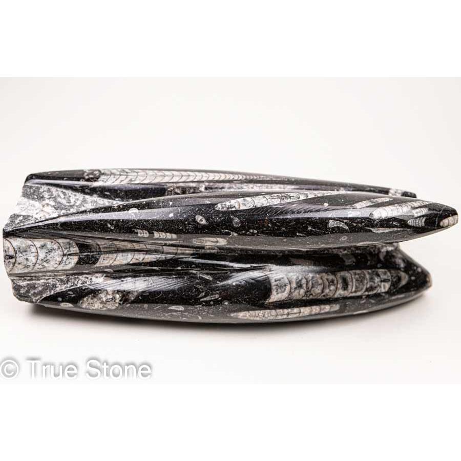 直角石オルソセラス大型台付 オルソセラス（直角貝/Orthoceras）化石