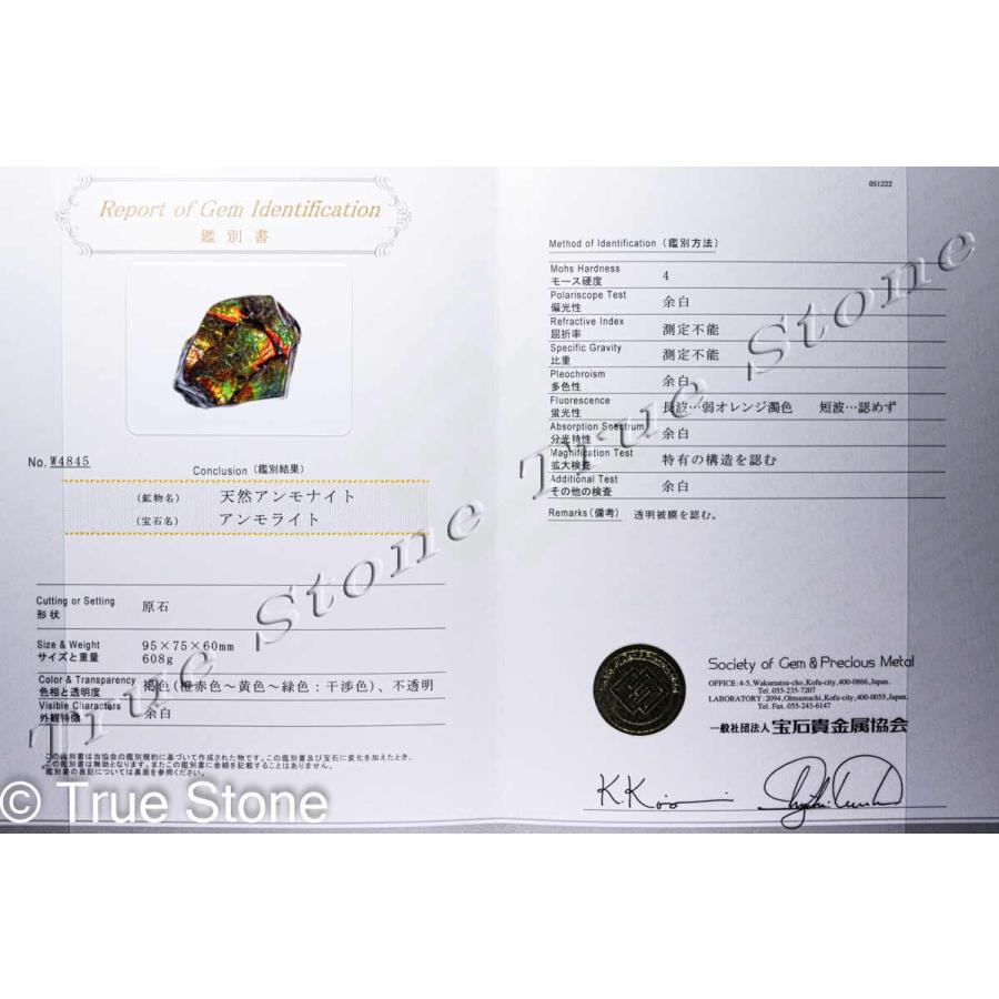鑑別書付き 希少 AAA アンモライト 原石 608g ドラゴンスキン 約7200万