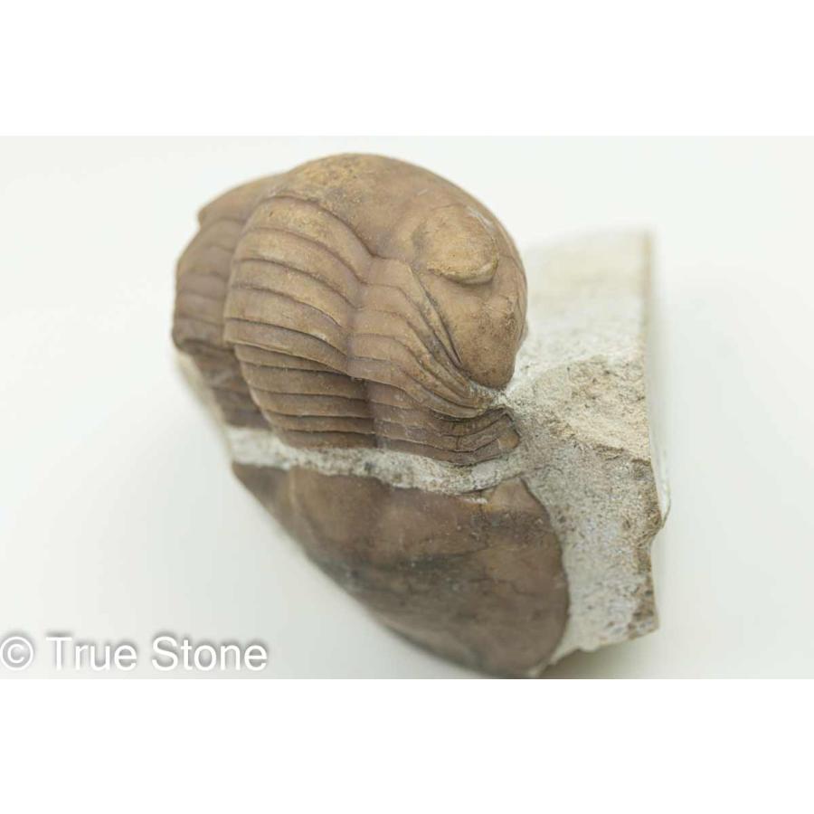 三葉虫 ロシア イレヌス アタヴス Illaenus atavus オルドビス紀中期 約4億8830万年前-約4億4370万年前 化石｜true-stone｜05