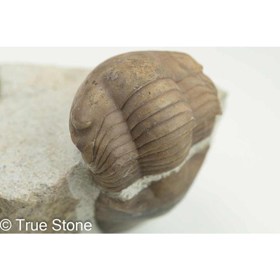 三葉虫 ロシア イレヌス アタヴス Illaenus atavus オルドビス紀中期 約4億8830万年前-約4億4370万年前 化石｜true-stone｜06
