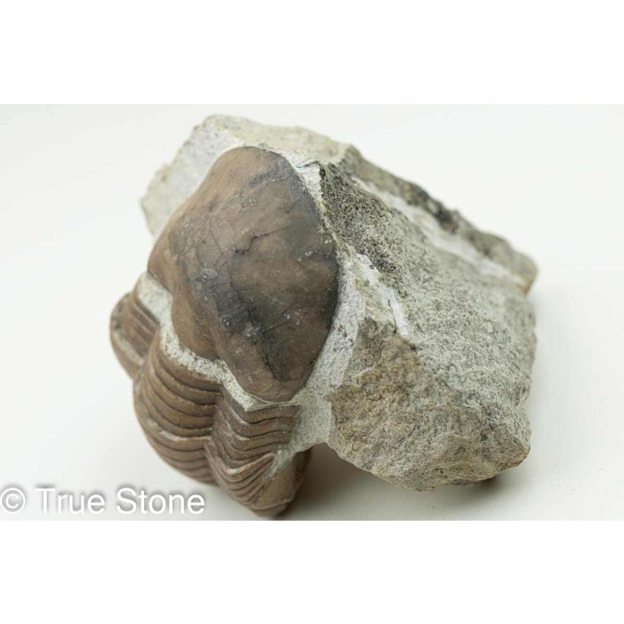 三葉虫 ロシア イレヌス アタヴス Illaenus atavus オルドビス紀中期 約4億8830万年前-約4億4370万年前 化石｜true-stone｜10