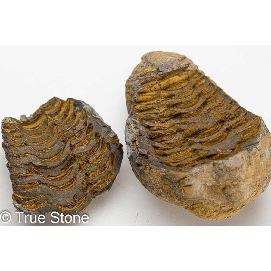 三葉虫　Coltraneia oufatenesis　化石　モロッコ 産 三葉虫 Coltraneia oufatenesis 化石 モロッコ 産