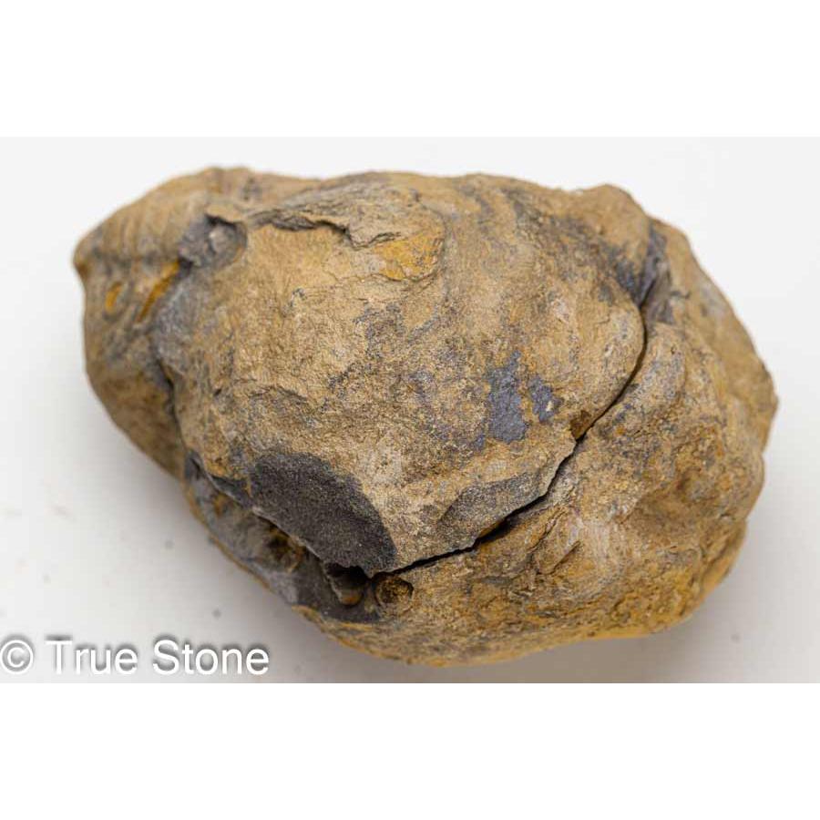 モロッコ産 ガリアネミスの肢骨化石 モロッコ産 ガリアネミスの肢骨化石