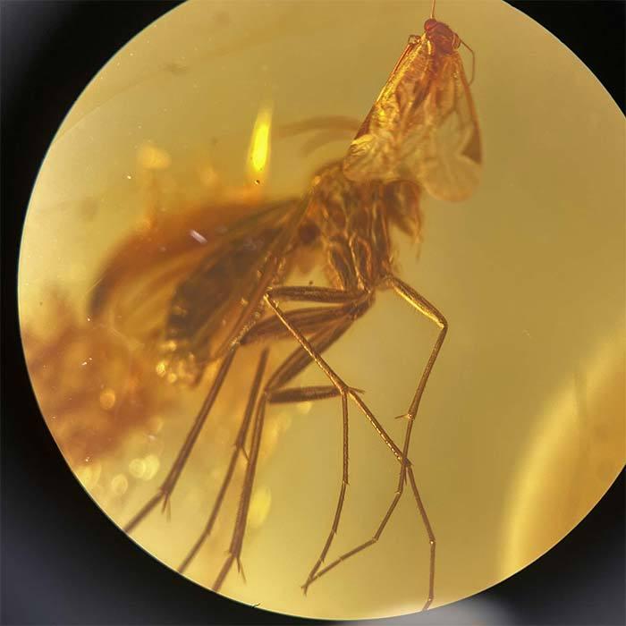 バルティックアンバー 琥珀 アンバー 11 65ct リトアニア産 化石 コハク シーアンバー Mor45 27 True Stone 通販 Yahoo ショッピング