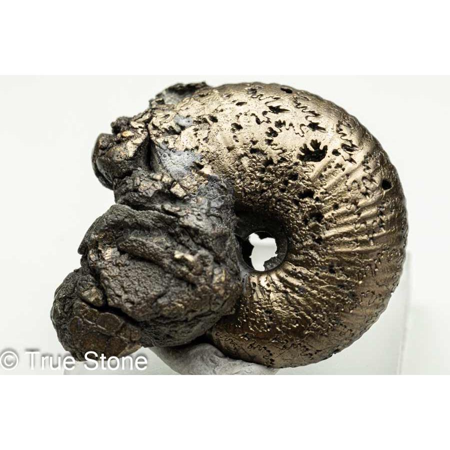 希少 パイライトアンモナイト ロシア サラトフ州 16.5g パイライト