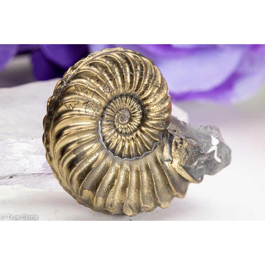 化石 アンモナイト プレウロセラス ドイツ No.1193 - メルカリ ドイツ