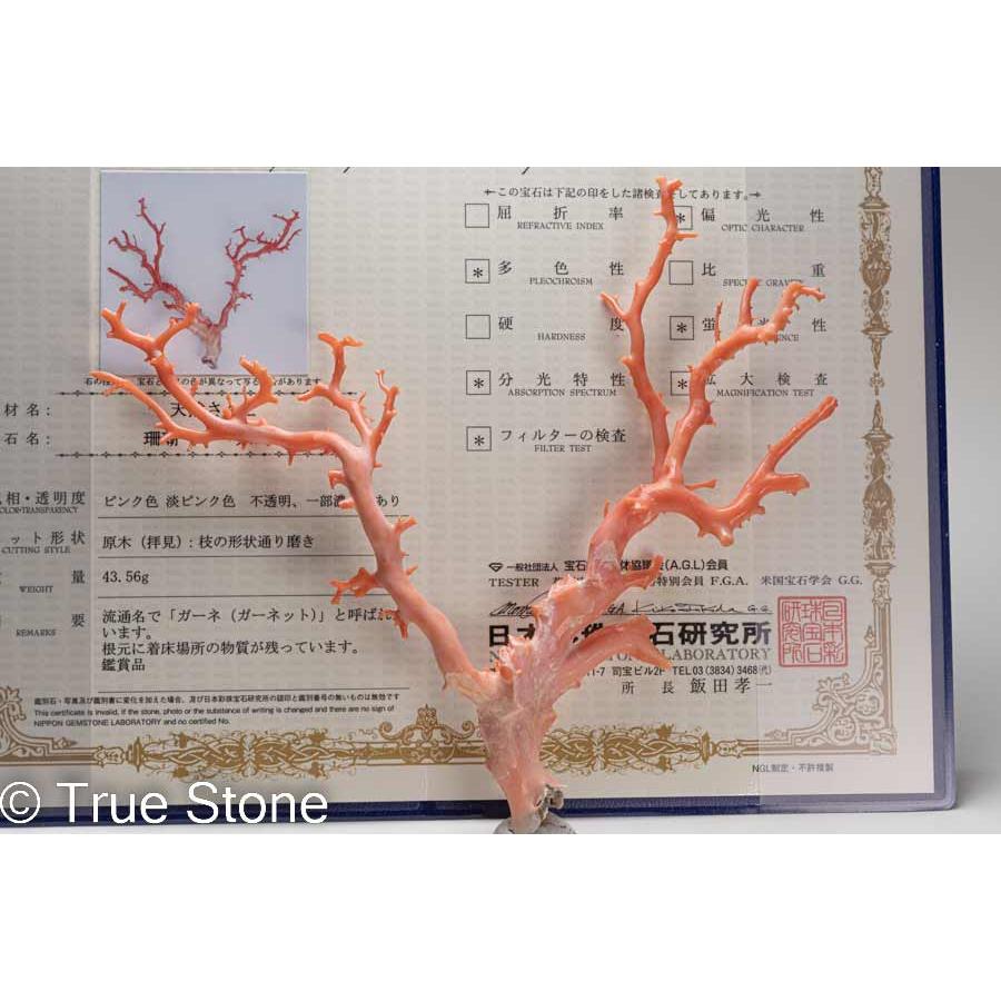 鑑別書付き アメリカ ミッドウェー 諸島 赤珊瑚 深海珊瑚 原木