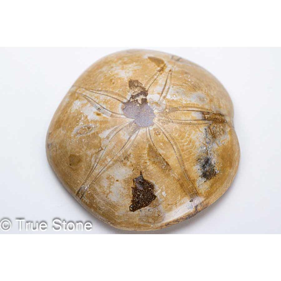 カシパンウニ ウニ化石 ウニ 145g 古代のウニが化石化 白亜紀 1億2千万 
