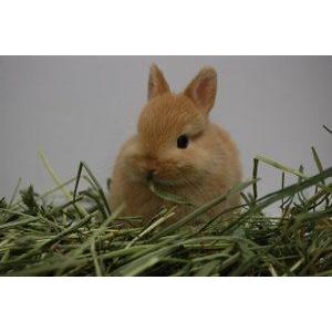 送料込み ラビットプラスシニア 800g チモシー1番刈り 1kg 500g ２袋 うさぎ 牧草 ペレット うさぎ専門店の食彩 Truegrasses 通販 Yahoo ショッピング