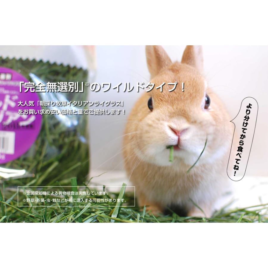 今期分終売【1回のご注文につき8個制限】 ウーリー ワイルド 今期分終売【1回のご注文につき8個制限】 ウーリー ワイルド