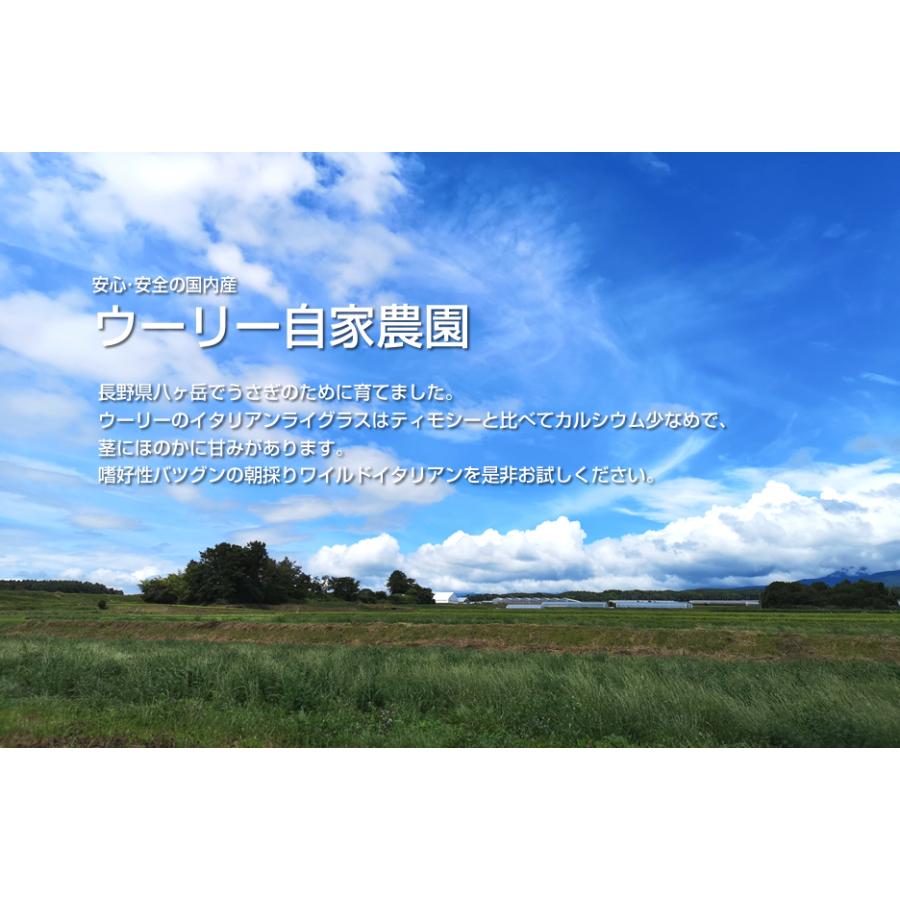 今期分終売【1回のご注文につき8個制限】 ウーリー ワイルド 今期分終売【1回のご注文につき8個制限】 ウーリー ワイルド