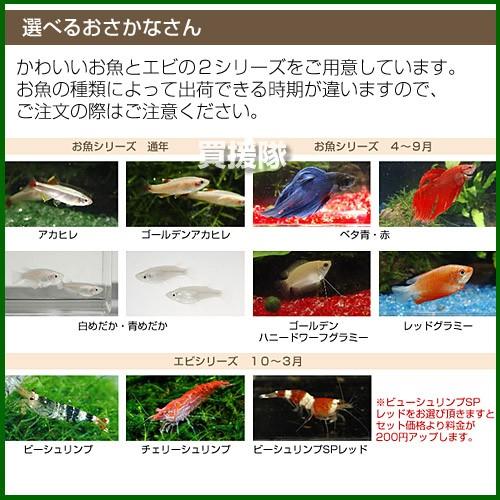 21年春の 小さなアクアリウムセット レガーロ カリーナ5 500円 Aynaelda Com
