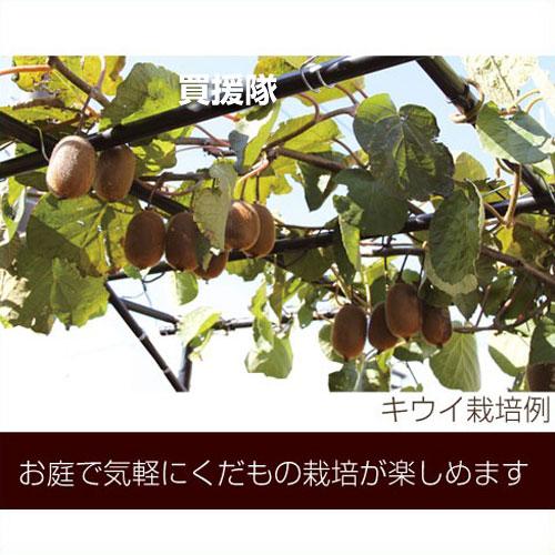 第一ビニール くだもの棚セット パーゴラ 120cm×90cm KT-S 設置サイズ：幅90cm×奥行120cm×高さ 土中30cm埋め込み時 180cm |  | 02