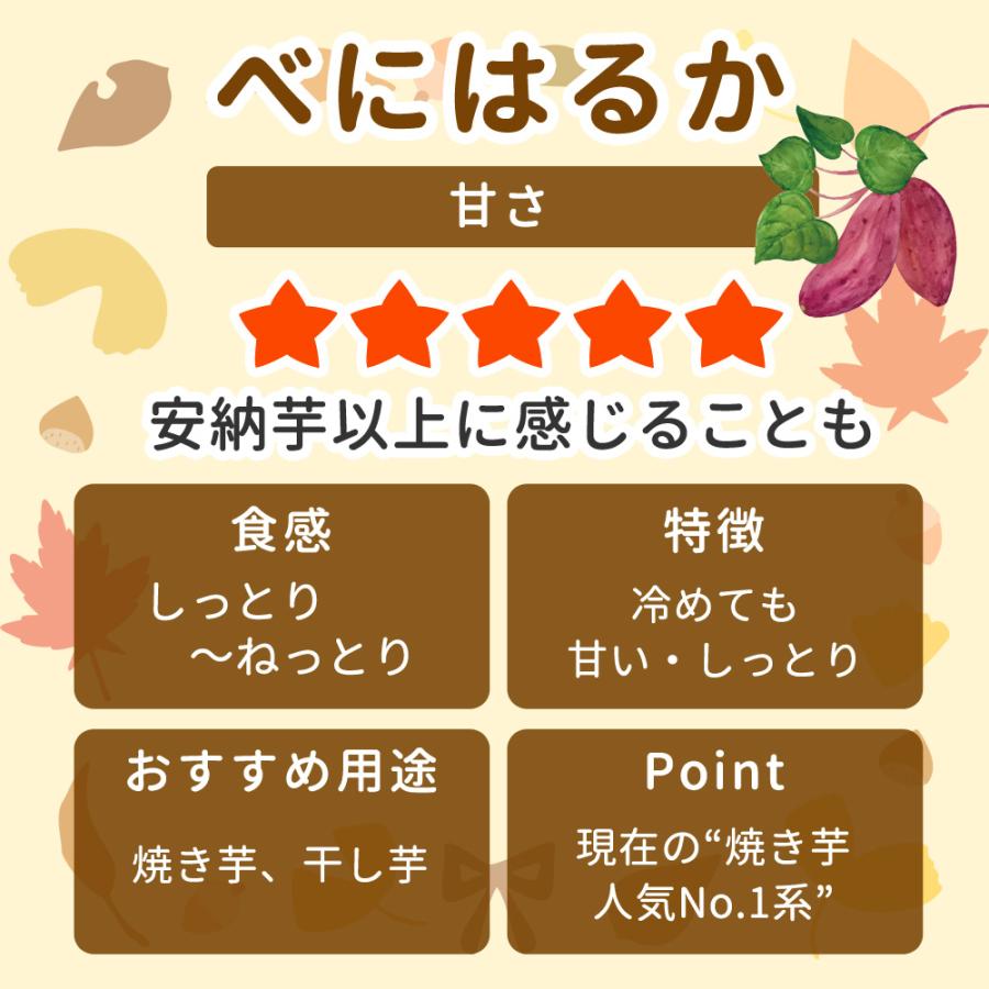 さつまいも苗 選べる6品種 100本入り 紅あずま 鳴門金時 安納イモ べに