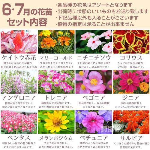 P7倍）季節の花苗 おまかせセット 9ポット 1187 hananae-32 : 買援隊